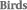 desenvolvido por Agência Birds